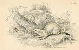 Weasel: Stoat (Mustela erminea), member of the Weasel