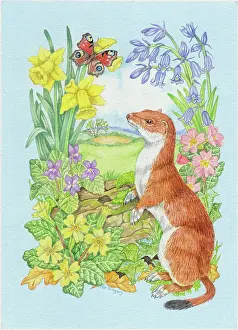 Stoat: Stoat and Peacock Butterfly with spring flowers