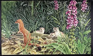 Stoats: Stoats