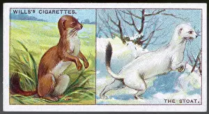 Stoat: STOATS IN COATS 1922