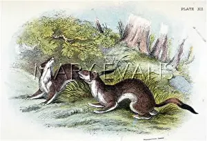Stoats: STOATS IN SUMMER 19C
