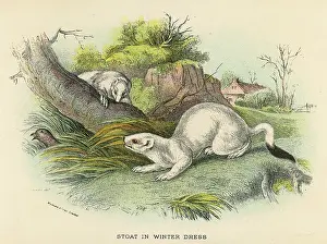 Stoats: STOATS IN WINTER 19C