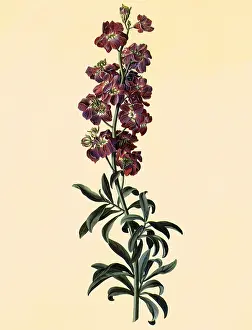 Dionysius: Stock