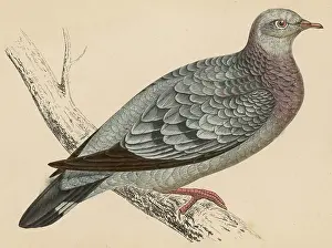 Likes: STOCK DOVE