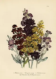 Incana: Stock or Matthiola species