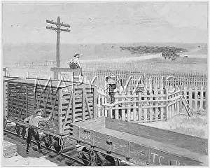 STOCK AT RAILHEAD