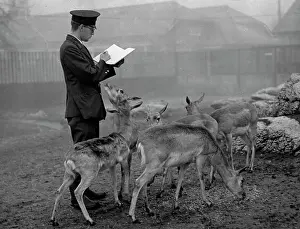 Antelopes: Stocktaking at the zoo