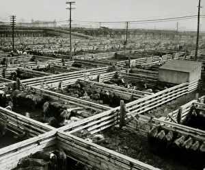 Stockyards: Stockyards, Chicago, Illinois