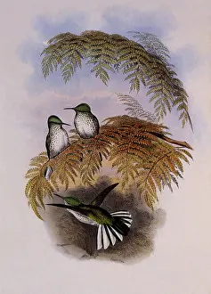 Stokes: Stokes Hummingbird, Eustephanus Stokesi