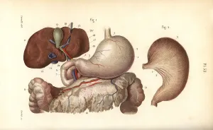 Duodenum: Stomach, duodenum and liver