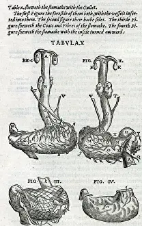 Laurens: The stomach and the gullet with blood supply