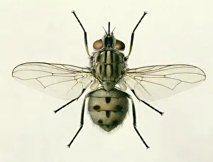 Amadeo: Stomoxys calcitrans, stable fly