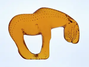 Hippomorpha: Stone age horse