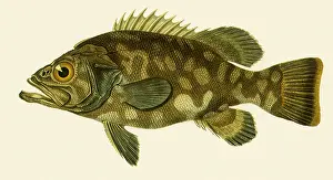 Ofnus: Stone Bass, Polyprion americanus