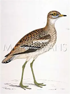 Curlew: STONE CURLEW