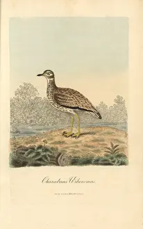 Curlew: Stone curlew, Burhinus oedicnemus