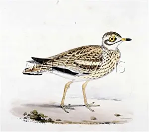 Curlew: STONE CURLEW (MORRIS)