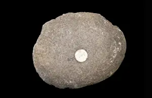 Brae: Stone knife, Orkney Museum, Kirkwall, Mainland, Orkney
