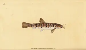 Loach: Stone loach, Barbatula barbatula