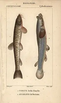 1816 1830: Stone loach, Barbatula barbatula, and largescale