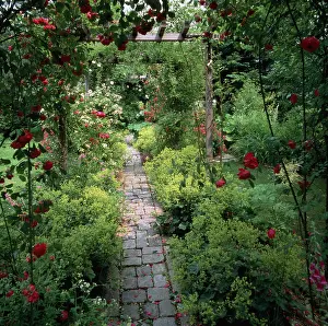 Saone: Stone Path and red roses