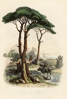 Achille Comte: Stone pine, Pinus pinea