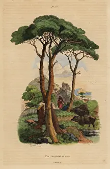 Fries: Stone pine tree, Pinus pinea