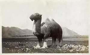 Dynasties: Stone statue of a camel on the approach to the Ming Tombs