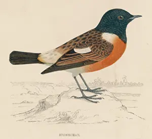 Stonechat: STONECHAT