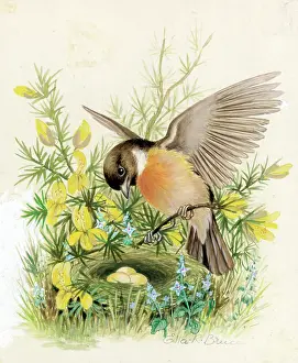 Gorse: Stonechat gorse and speedwell