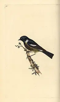 Stonechat: Stonechat, Saxicola rubicola
