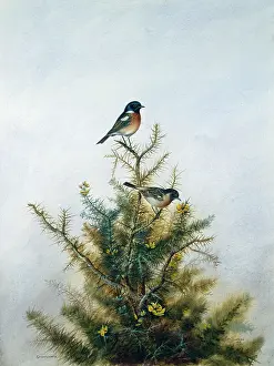 Gorse: Stonechats on Gorse