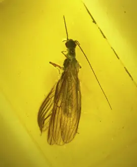 Palaeogene: Stonefly in amber