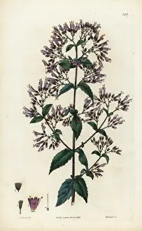 Mariana: Stonemint, Cunila origanoides