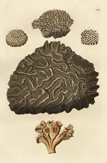 Amaranthus: Stony coral species