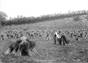 Bundles: Stooking Flax, Co. Antrim