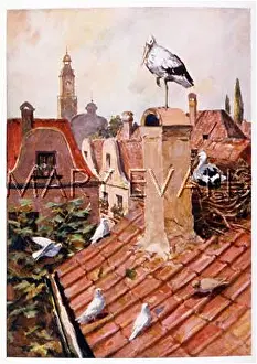 Ciconia: STORK NEST GERMANY
