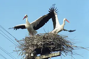 Morev: Storks, 1998