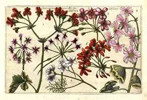 Cicutarium: Stork's-bill, Erodium cicutarium