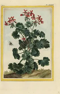 Cicutarium: Stork's bill, Erodium cicutarium