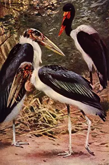 Storks: Storks and Jabirou