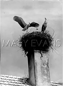 Fledgling: STORKS LEARNING TO FLY