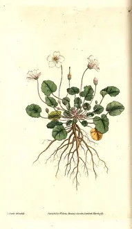 Erodium: Storksbill, Erodium reichardii