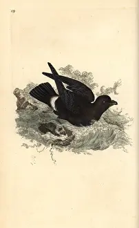 Pelagicus: Storm petrel, Hydrobates pelagicus