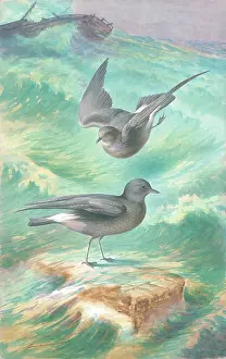 Rankin: Storm Petrels