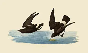 Exposed: Storm Petrels