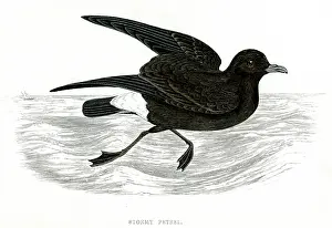Petrel: STORMY PETREL