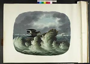 Stormy: The stormy petrel Hydrobates pelagicus