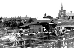 Stowmarket: Stowmarket, the Cattle Market c1955