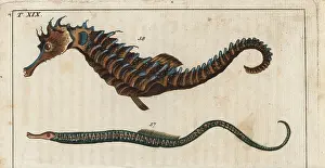 Seahorse: Straight-nosed pipefish and seahorse